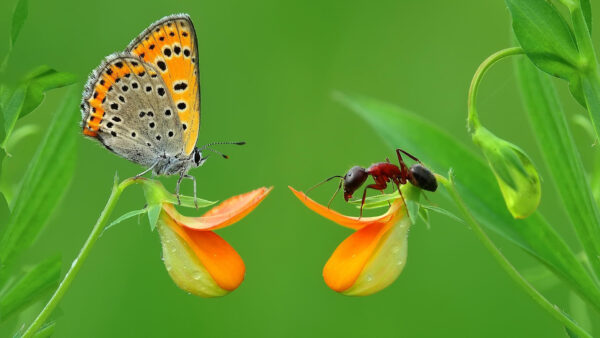 Wallpaper Butterfly, Desktop, Orange, Small, Flowers, Animals, Ant, And, Brown