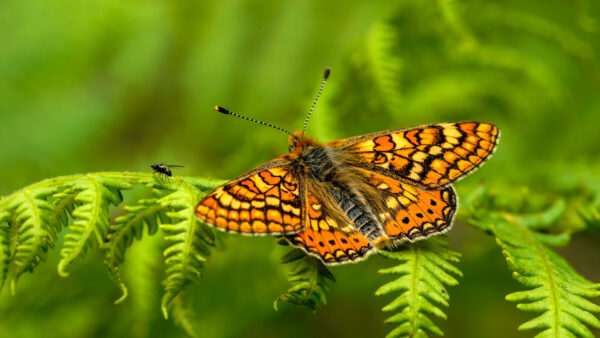Wallpaper Green, With, Wings, Yellow, Blur, Brown, Desktop, Open, Leaves, Background, Butterfly