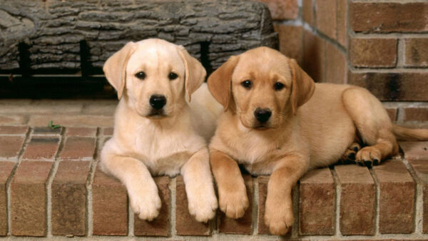 Wallpaper Dog, Dogs, Sitting, Bricks, Retriever, Labrador, Are