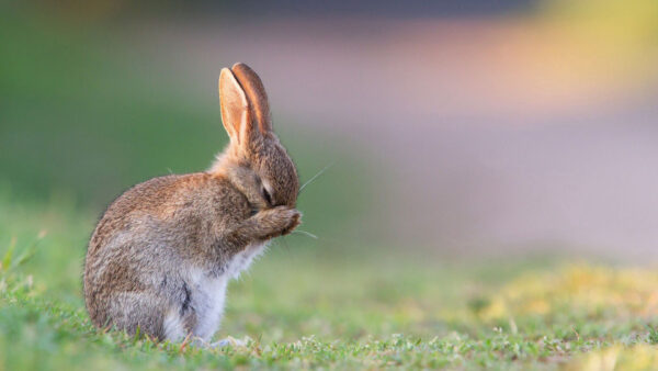 Wallpaper Rabbit, Sad, Grass