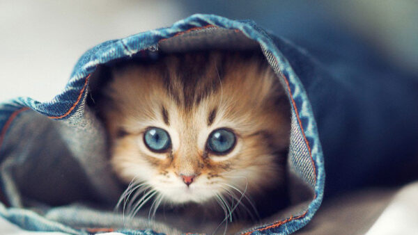 Wallpaper Inside, Cat, Grey, Jeans, Desktop, Cute, Kitten, Eyes