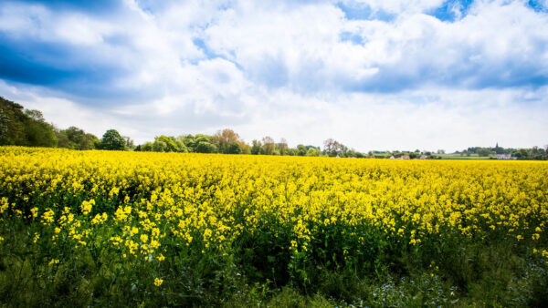 Wallpaper Plants, Leaves, Blue, Green, Field, White, Flowers, Under, Mobile, Clouds, Desktop, Yellow, Sky