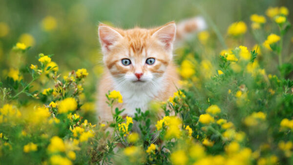 Wallpaper Cat, Standing, Field, Light, Brown, Blue, White, Kitten, Yellow, Flowers, Eyes