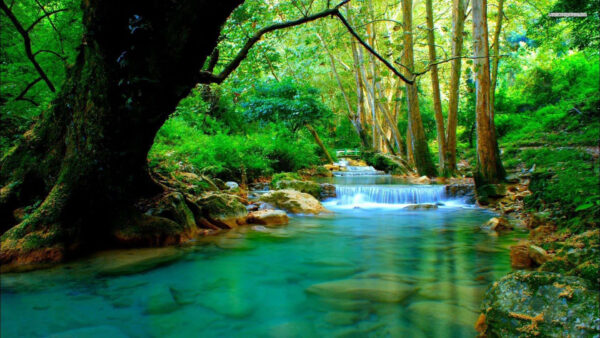 Wallpaper Bushes, River, Waterfalls, Green, Stream, Plants, Scenery, Rocks, Trees