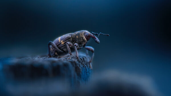 Wallpaper Sting, Background, Beetle, Weevil, Dark