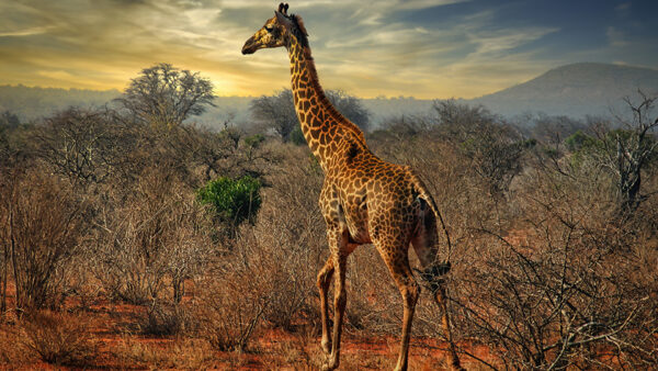 Wallpaper Animals, Giraffe, Background, Shrubs, White, Blue, Clouds, Standing, Sky, Under