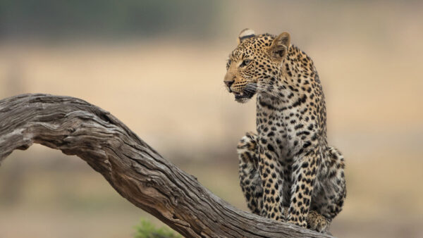 Wallpaper Daytime, Wood, Leopard, During, Branch, Background, Blur, Sitting