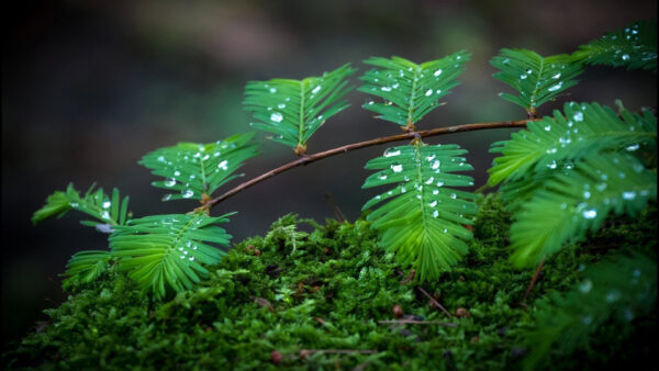 Wallpaper Rain, Green, With, Black, Drops, Background, Leaves