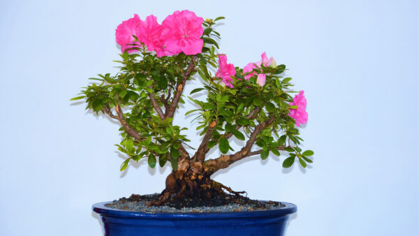 Wallpaper Pot, With, Plant, Pink, Tree, Flowers, Desktop