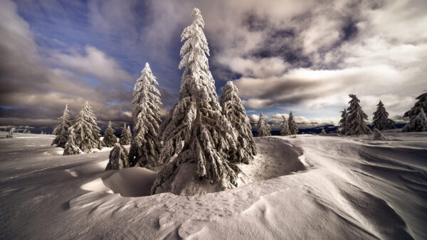 Wallpaper Under, Snow, Clouds, With, Covered, Trees, Landscape, And, Sky, Winter