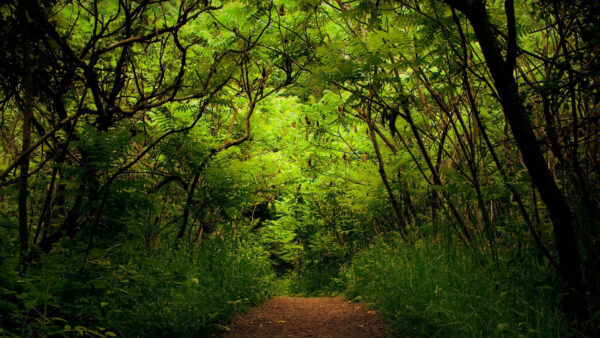 Wallpaper Between, Nature, Background, Path, Plants, Forest, Bushes, Trees, Green, Sand