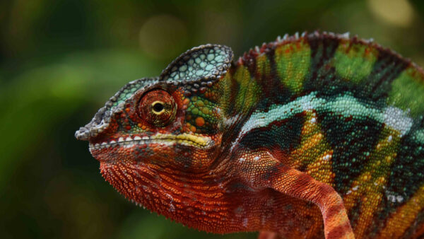 Wallpaper Lizard, Chameleon, Colorful, Bokeh, Blur, Green, Background