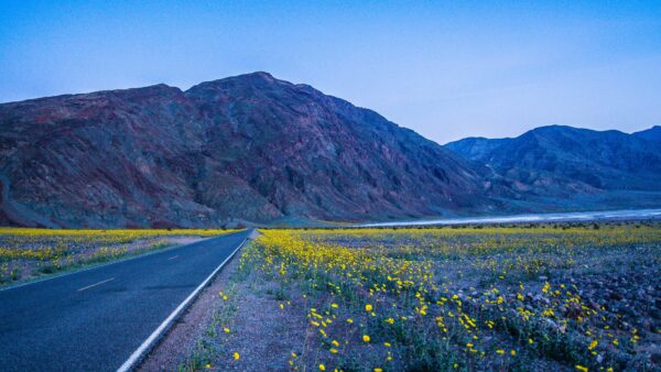 Wallpaper Flowers, Road, Background, Towards, Between, Field, Blue, Nature, Mountain, Yellow, Sky