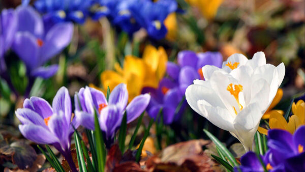 Wallpaper Flowers, Bloom, Plant, Colorful, Snowdrops