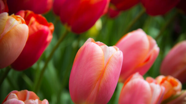 Wallpaper Sprengeri, Tulipa, Field, Flowers