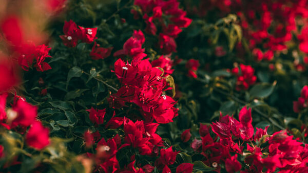 Wallpaper Pink, Leaves, Blooms, Geranium, Dark, Green, Saturated, Flowers