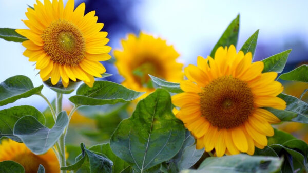 Wallpaper Sunflower, Sunflowers, Blur, Background, Plants, Yellow, Blue