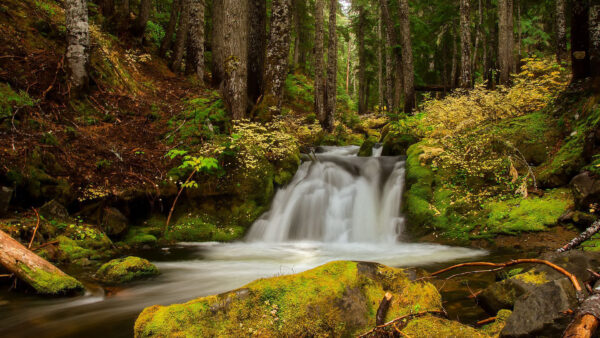 Wallpaper Bushes, Covered, River, Forest, Stones, Nature, Algae, Waterfall, Background, Stream, Plants