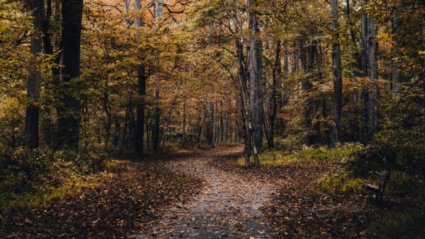 Wallpaper With, Between, Trees, Nature, Autumn, Dry, Path, Colorful, Leaves