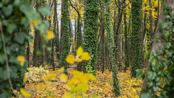 Wallpaper Blue, Trees, Forest, Background, Yellow, Autumn, Sky, Green, Nature