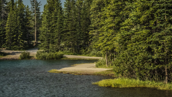 Wallpaper Plants, Bushes, Lake, Grass, Green, Trees, Nature, Surrounded