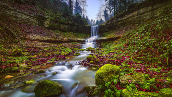 Wallpaper Stream, Trees, Forest, Nature, Background, Waterfall, Algae, Covered, Rocks, Green