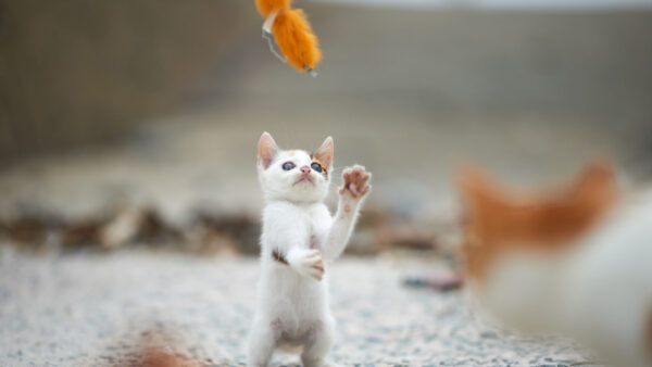 Wallpaper Stands, Cat, Kitten, White, Funny, Looking