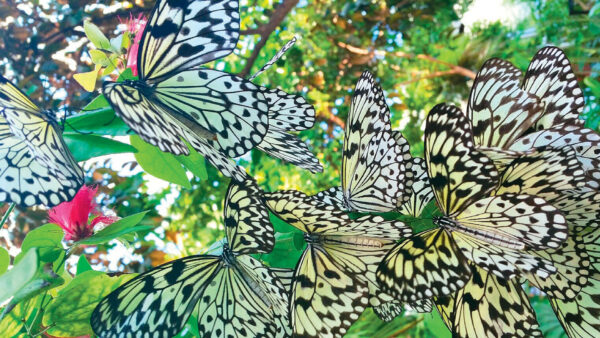 Wallpaper Butterfly, Light, Branches, Multiple, Background, Design, Butterflies, Trees, Yellow, Green, Black