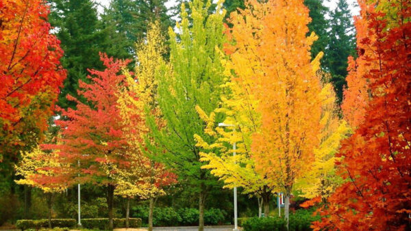 Wallpaper Fall, Autumn, Orange, Yellow, Garden, Trees, Red, Park, Green