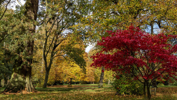 Wallpaper Autumn, Trees, Sky, Blue, Green, Yellow, Red, Under, Garden, Spruce, Leaves