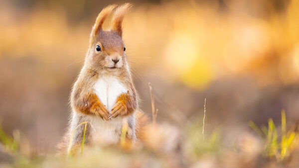 Wallpaper Brown, Standing, Background, Squirrel, White, Blur