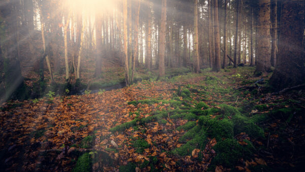 Wallpaper Trees, Leaves, Dry, Background, Forest, Nature, Birch, Sunray