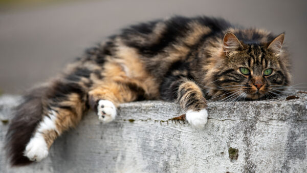 Wallpaper Blur, Background, Green, Cat, Black, Brown, Eyes, Light, Lying, Down, Stone