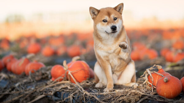 Wallpaper Brown, White, Shiba, Dog, Pumpkin, Background, Inu, Field, Light, Sitting