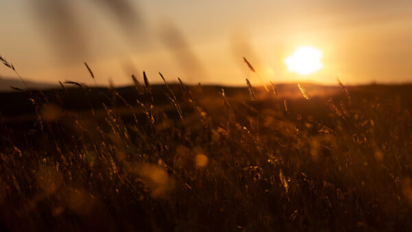 Wallpaper Grass, Paddy, Background, Nature, During, Sunset, Field, Blur