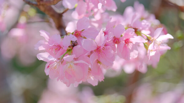 Wallpaper Pink, Petals, Mobile, Branches, Sakura, Blur, Desktop, Flowers, Tree, Background, Flower