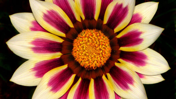 Wallpaper View, Dark, Background, Flowers, Flower, Petals, Gazania, Closeup