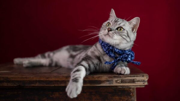 Wallpaper Black, Wood, Eyes, Down, Maroon, WALL, White, Color, Cat, Table, Lying, Looking, Background, Yellow