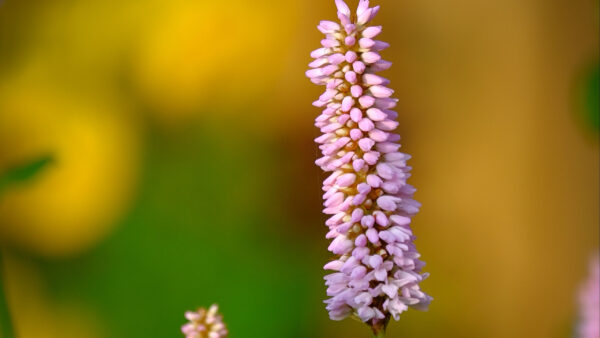 Wallpaper Purple, Bistort, Background, Macro, Green, Flower, Blur, Yellow, Flowers