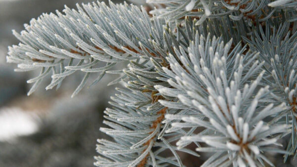 Wallpaper Grey, View, Closeup, Photography, Spruce, Branches, Tree, Prickly