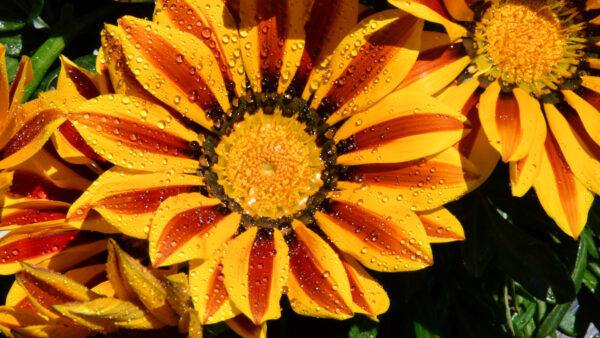 Wallpaper Red, Petals, Gazania, Flowers, Water, Drops, Yellow, With