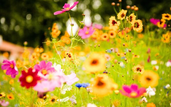 Wallpaper Flowers, Vivid