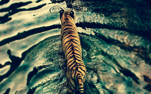 Wallpaper Tiger, Kingdom, Disney’s, Animal