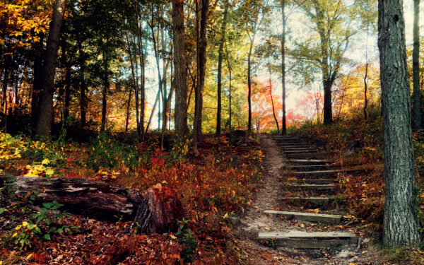 Wallpaper Forest, Deep, Trees, Autumn, Steps