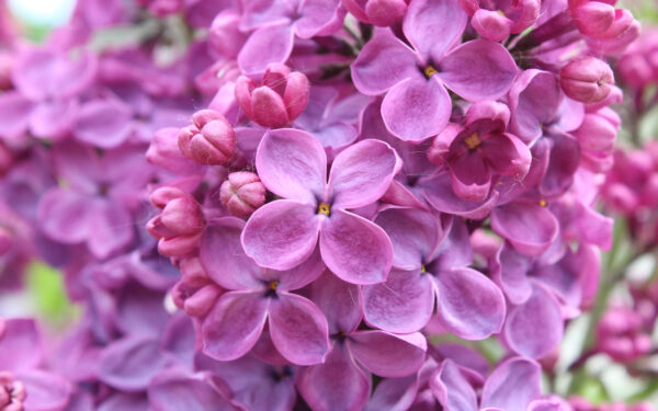 Wallpaper Lilac, Flowers, Purple