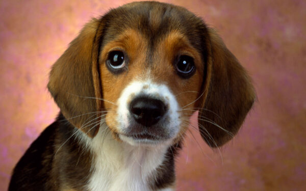 Wallpaper Beagle, Eyes, Puppy