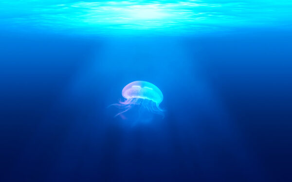 Wallpaper Jellyfish, Underwater