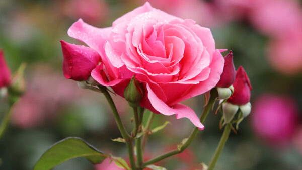 Wallpaper Pink, Rose, Background, Flowers, With, Blur, Flower, Buds