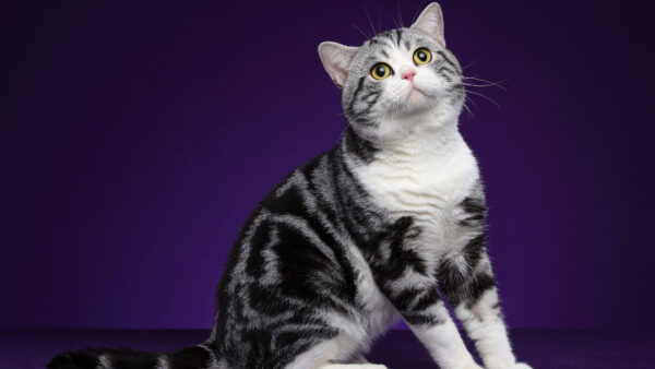 Wallpaper Purple, White, Background, Cat, Yellow, Eyes, Black