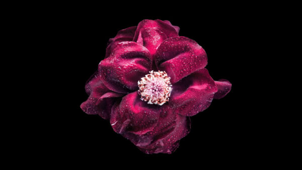 Wallpaper Flower, Maroon
